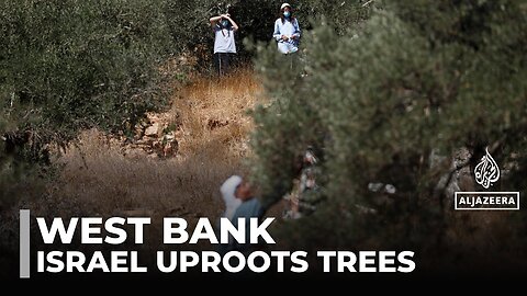 Palestinian agriculture destroyed: Israeli army uproots 3,100 trees to 'improve defence'