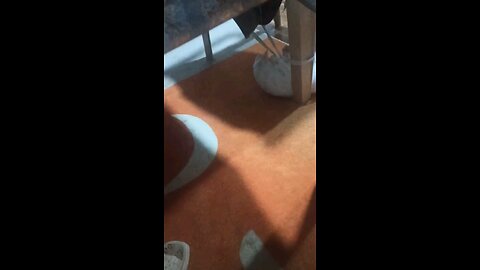 funny cats