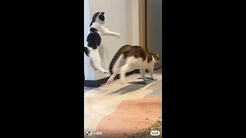 funny cat 🤣🤣