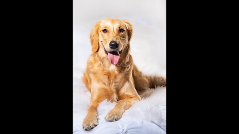 dog funny