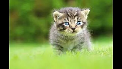 Funny Cute Pets Actions and Reaction - Animal Cute Cuts... :)