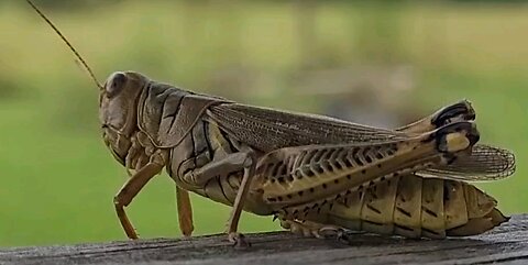 Melanoplus differentialis