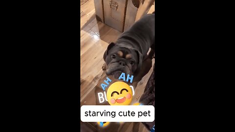 Animals Who Are Obsessed with Food