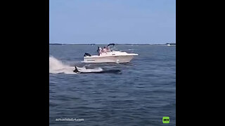 Ballena muere tras chocar con un bote en EE.UU.