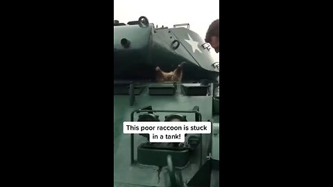 Raccoon gets stuck…😂