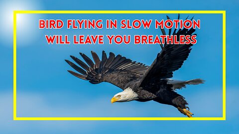 Bird Flying in Slow Motion Will Leave You Breathless