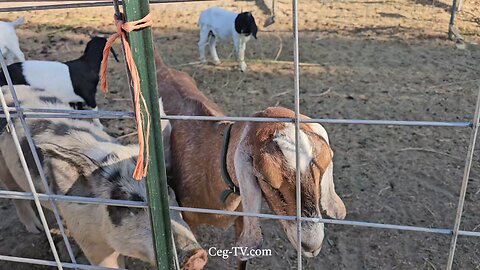 Graham Family Farm NW: 9:00 AM September 18 2025