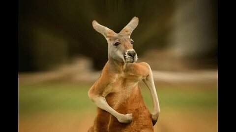 Release The Discombobulator [Happy Straya Day] LIVE 5:55pm Chat With SpaceyCasey82