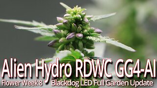 Alien Hydro RDWC GG4 Flower Week 8, Blackdog LED Full Garden Update