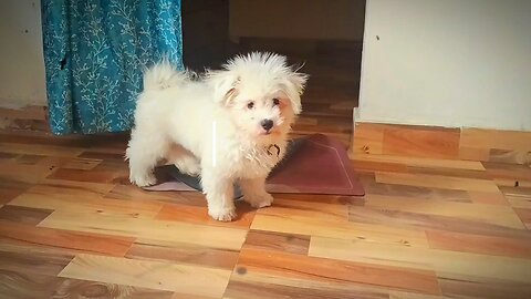 VLOG • "Jojo’s First Bark Attack! | Funny Maltese Moments #1 🐶😂✨"