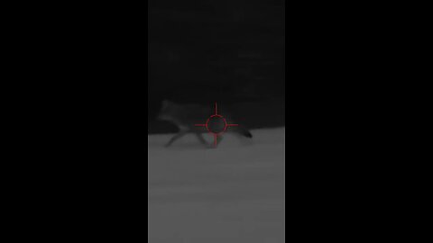 Coyote Blasted!