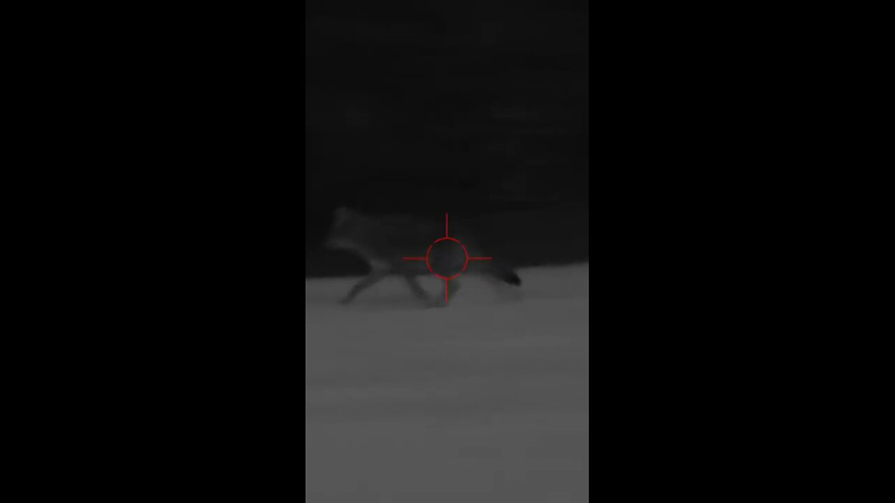 Coyote Blasted!