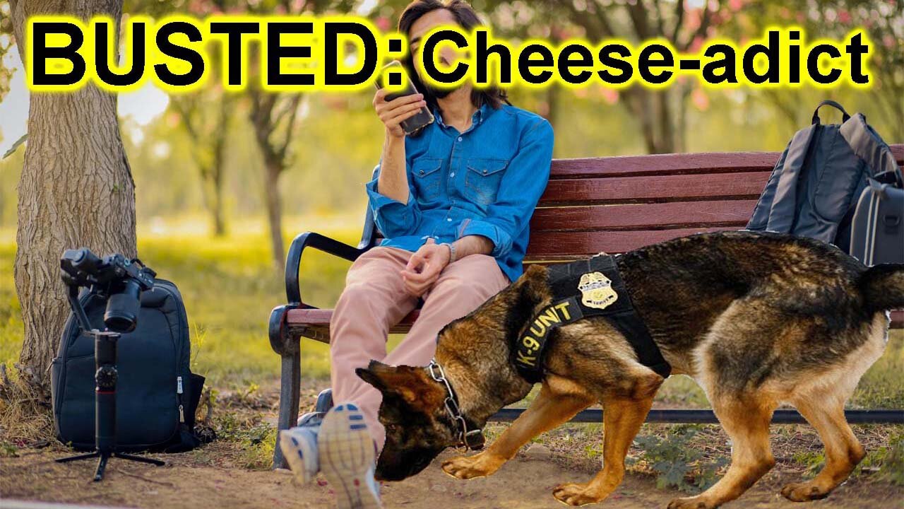 Should sniffer dogs be allowed to sniff left and right in parks, festivals and other open spaces