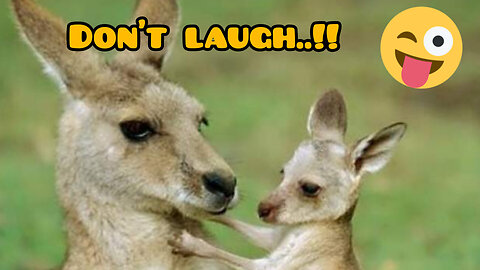 Very funny animals..!!😹🦆