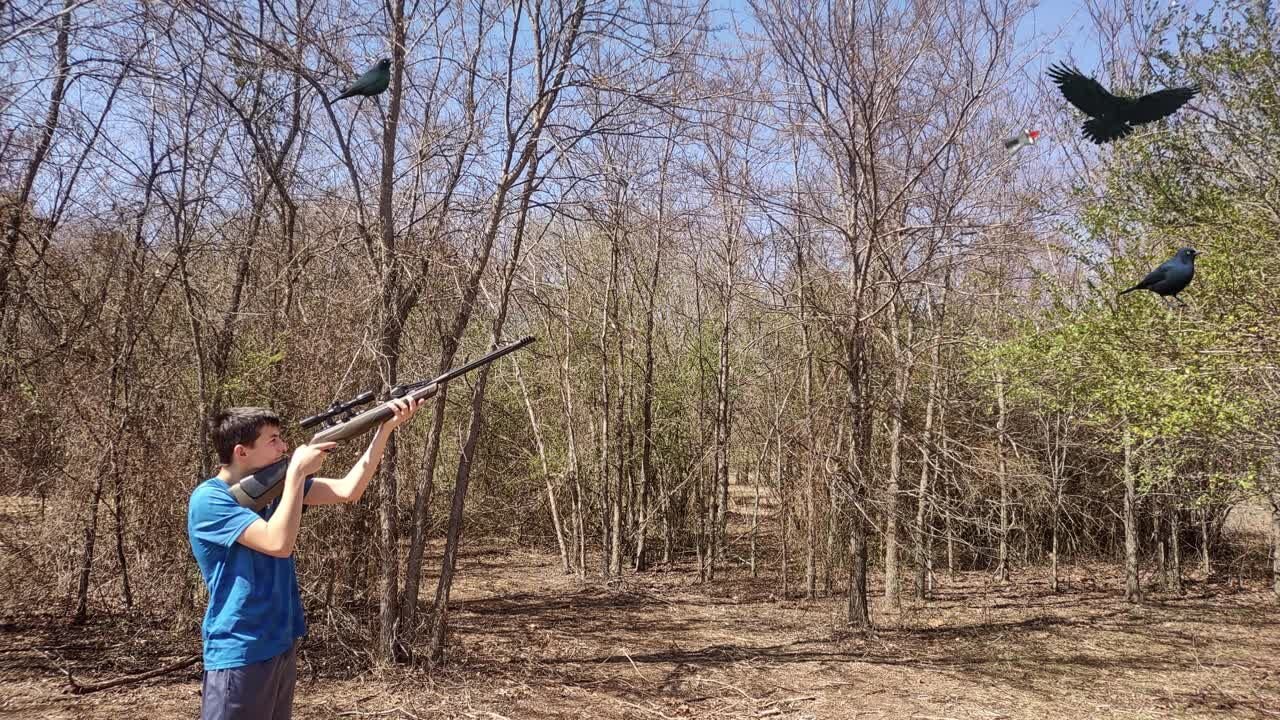 I Hunted Black Birds With My 22cal Pellet Rifle
