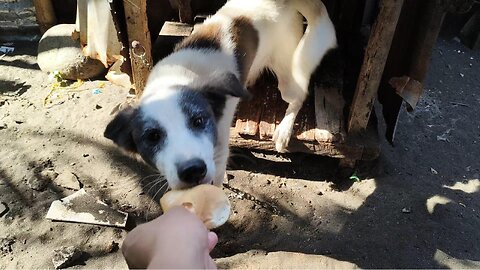 Mike Buys Bread for the Dogs