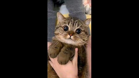 Cat Cuteness loaded 😍