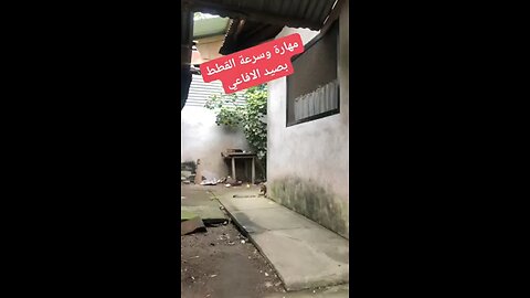 cat vs snake