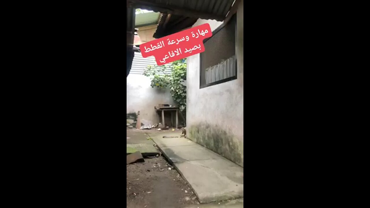 cat vs snake