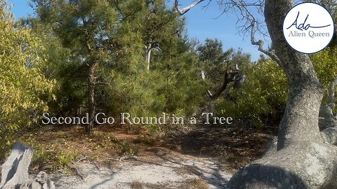 Ada Alien Queen • Earth Heart Beats • Take #00021 • Second Go Round in a Tree