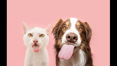 Funny Pet Video Compilation - Part 02