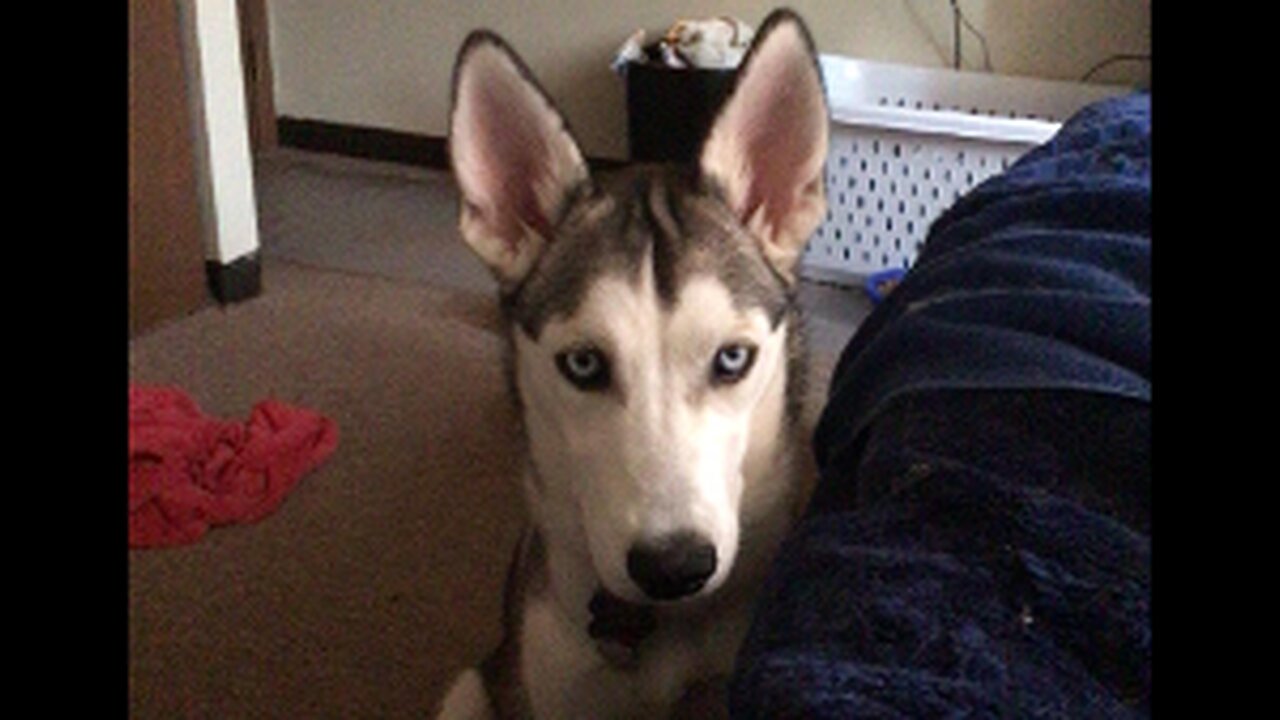 Chana Facebook Video