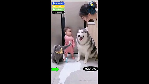 “Dog vs Cat Trap — You Won’t Believe What Happens Next 😼🐕”