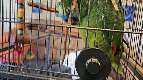 Rocco having his fun