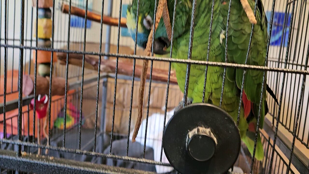 Rocco having his fun