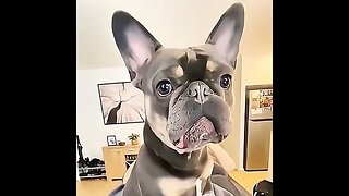 Dogs When You Say The "Walk" Word!