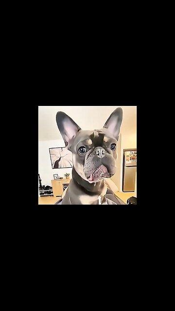 Dogs When You Say The "Walk" Word!