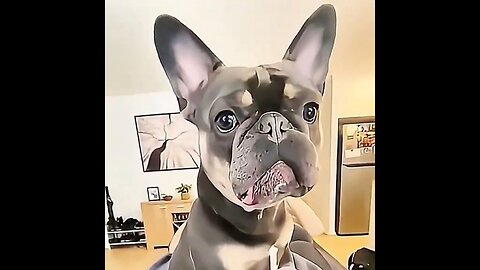 Dogs When You Say The "Walk" Word!