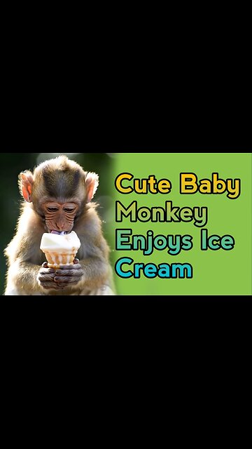 Cute Baby Monkey Enjoys Ice Cream!