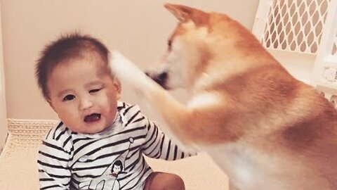 Funny Dog playing with a baby compilation