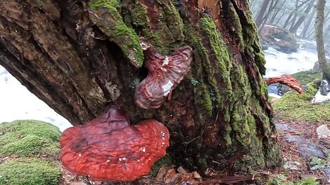 Hemlock varnish shelf mushrooms