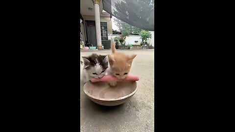 Our beloved and funny cats and dogs!