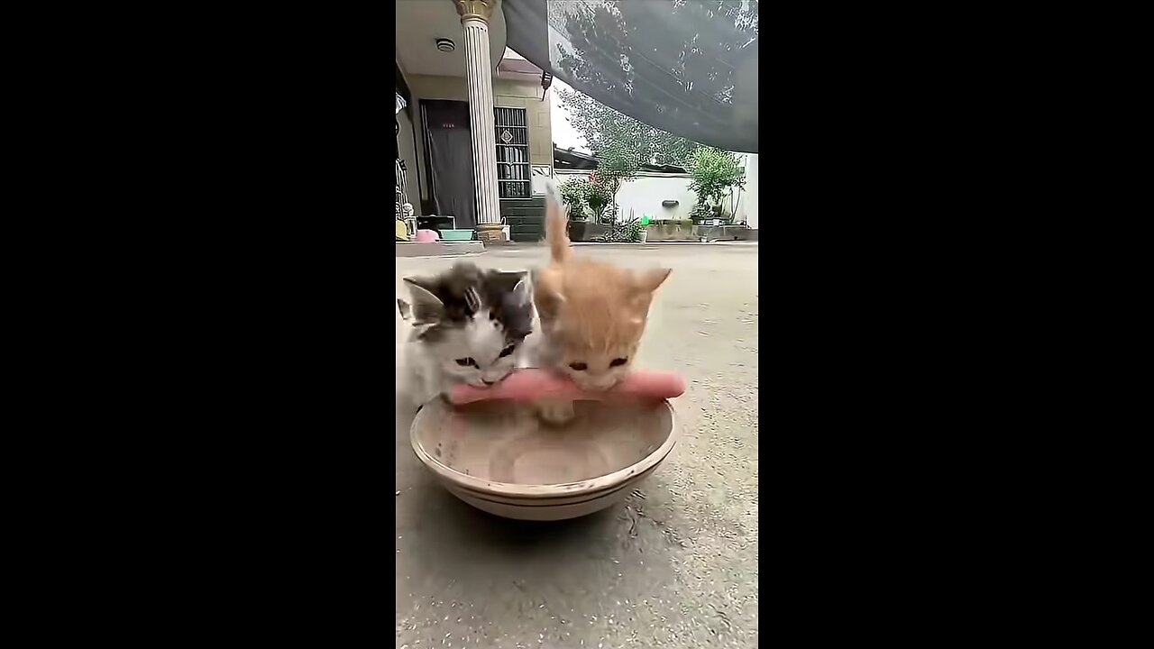 Our beloved and funny cats and dogs!