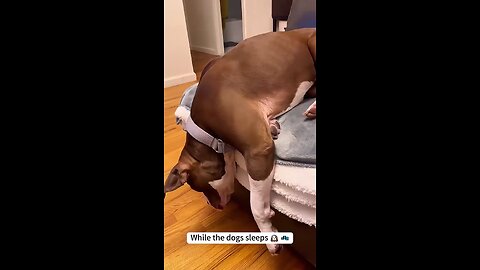 funny sleeping dogs🐕