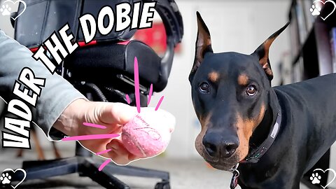 Vader's NapCam Chaos: Doberman Bloopers & Boogie the Cat’s Video Bombs! 🐶😺🎾