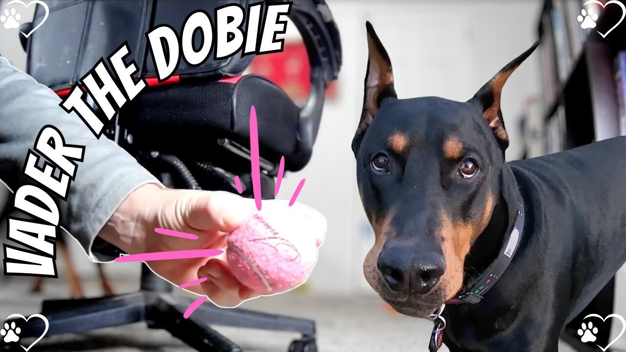 Vader's NapCam Chaos: Doberman Bloopers & Boogie the Cat’s Video Bombs! 🐶😺🎾