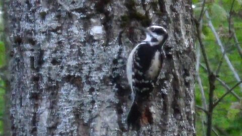 Hairy Woodpecker