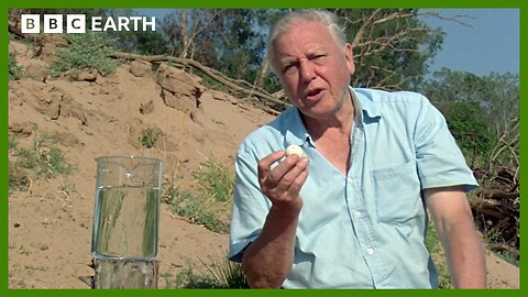 Pig-Nosed Turtles Hatch Babies Underwater | BBC Earth