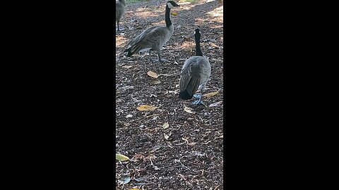 Canada Goose 🪿 #canadagoose #goose #followme #shorts #viral #trending