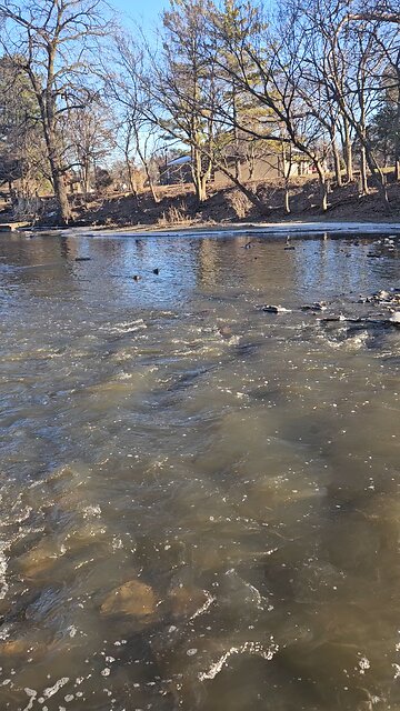 Ducks on the DuPage River West Branch in Naperville