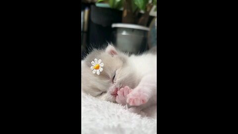 💗🥹cat