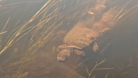 Snapping Turtle