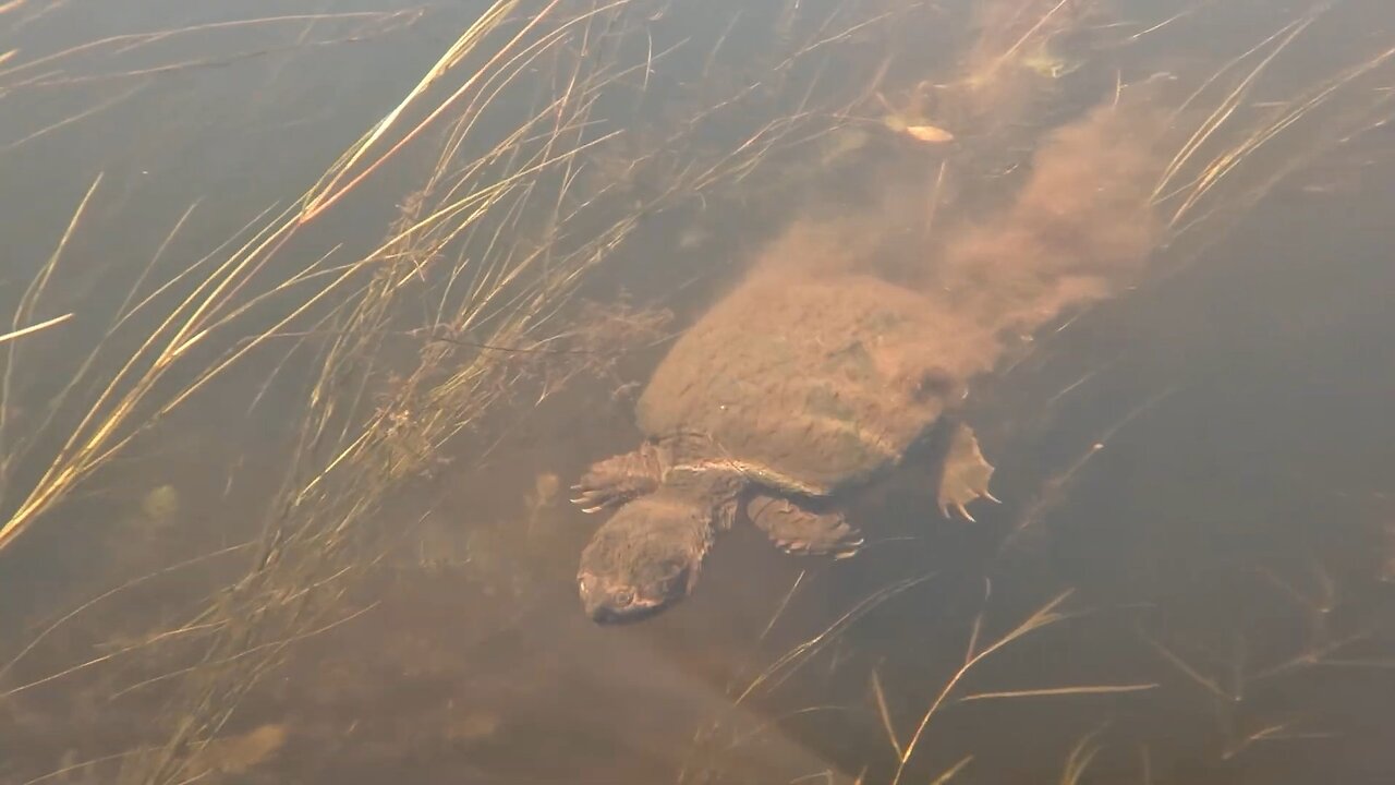 Snapping Turtle