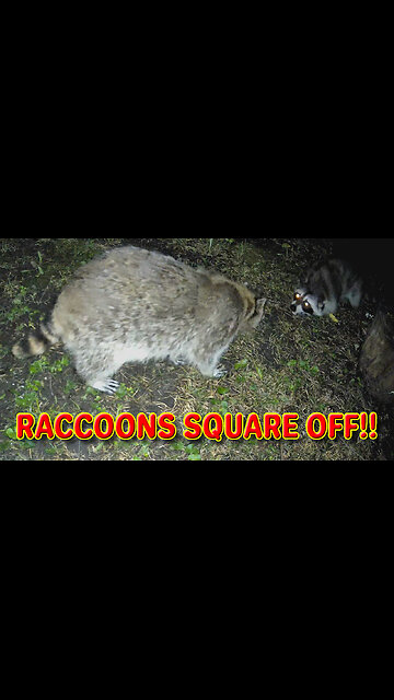 Raccoons Square Off!