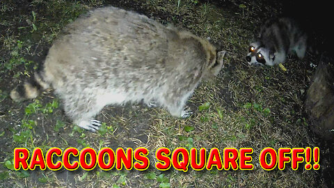 Raccoons Square Off!