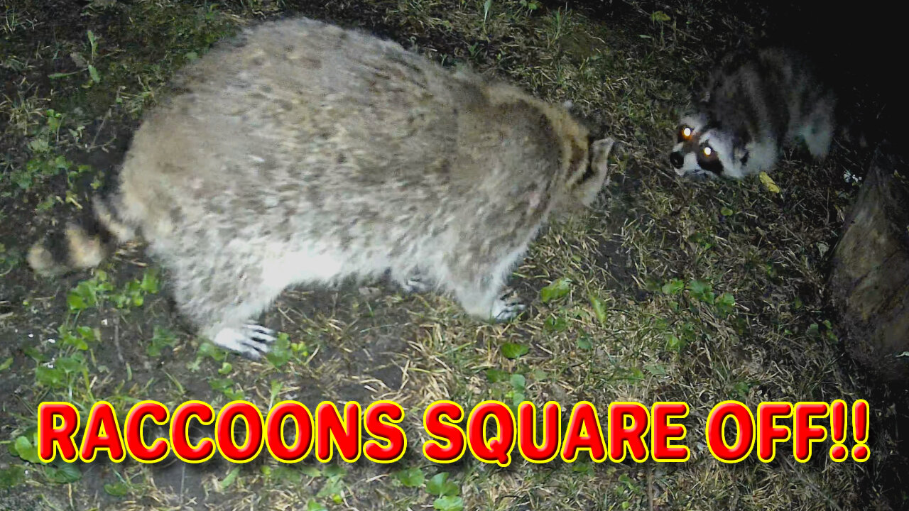 Raccoons Square Off!